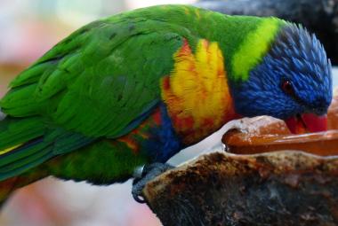 Aves